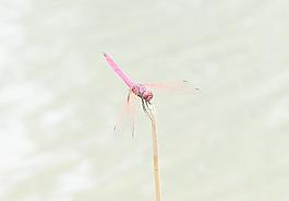蜻蜓圖片