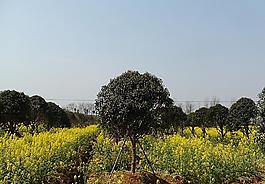 蔬菜基地油菜花圖片