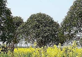 蔬菜基地油菜花圖片