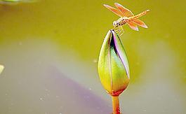 蜻蜓圖片