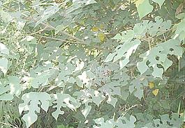 蜘蛛 英文圖片