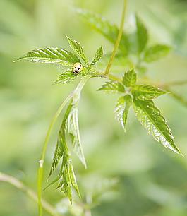 瓢蟲與嫩芽圖片