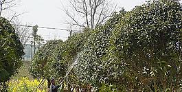 蔬菜基地油菜花圖片
