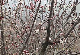 杏花圖片