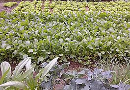 蔬菜 青菜 生菜图片