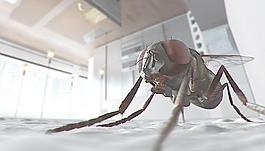 蒼蠅圖片
