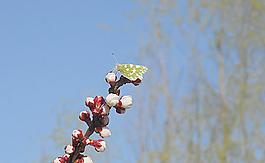 蝴蝶与花图片