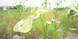 蝴蝶圖片