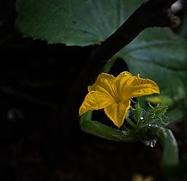 黃瓜圖片