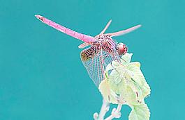 蜻蜓圖片