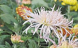 菊花圖片