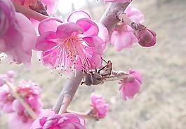 蜜蜂圖片