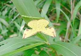 白點(diǎn)黃窗尺蛾圖片