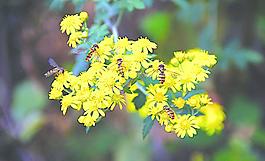 蜜蜂圖片