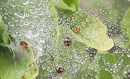 水珠瓢蟲圖片