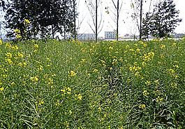 油菜花圖片