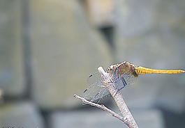 蜻蜓圖片