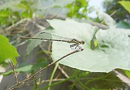 蜻蜓圖片