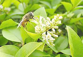 蜜蜂圖片