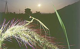 螳螂圖片
