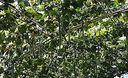 蛇豆圖片