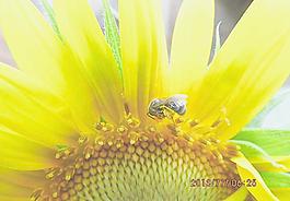 蜜蜂與花朵圖片
