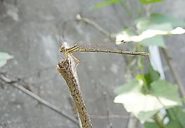 蜻蜓圖片