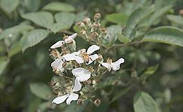 花丛中的蜜蜂图片