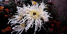 菊花圖片