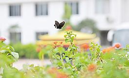 蝴蝶 摄影图片