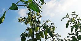 番茄图片
