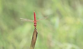 蜻蜓圖片