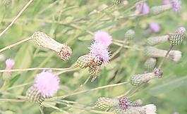 采蜜马蜂图片