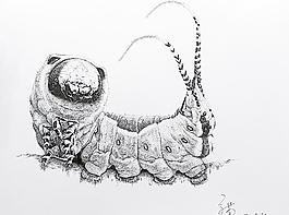 鋼筆畫毛毛蟲圖片
