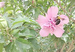 采花大黑蜂圖片