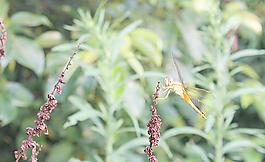 蜻蜓圖片