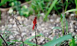 紅蜻蜓圖片