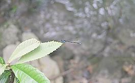 蜻蜓圖片