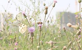 蝴蝶 蜜蜂采蜜圖片
