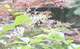 采花蜂圖片