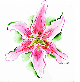 位圖 植物插畫 植物插畫師 Katharine Asher 免費素材