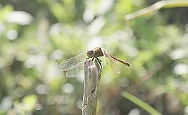 獨(dú)立枝頭圖片