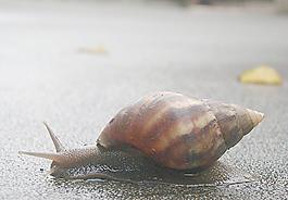 蝸牛圖片