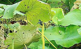 黑蜻蜓圖片