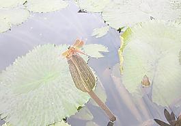 睡莲花苞上的红蜻蜓图片