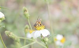 蜜蜂兒圖片