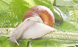 蝸牛圖片