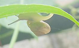 綠葉間的蝸牛圖片