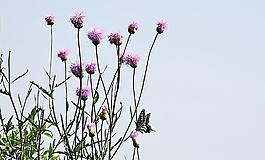 蝶戀花圖片