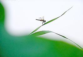 蜻蜓點葉圖片